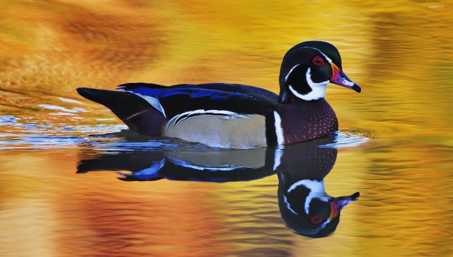 Gambar Bebek Berenang Terbaru