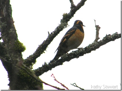 Varied Thrush