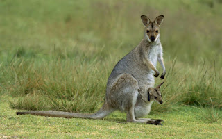 kangaroo photos HD imiage