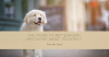 The Road to Pet Surgery Recovery: What to Expect