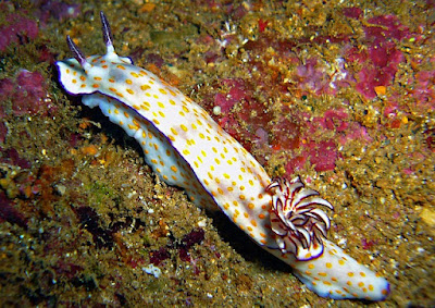 Nudibranch facts and information