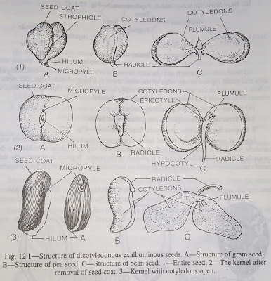 Structure of Dicotyledonous Exalbuminous Seeds-digieduco