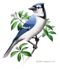 Bluejays