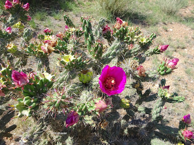 tree cholla, Cylindropuntia imbricate