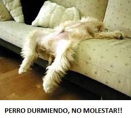 IMAGENES GRACIOSAS DE PERROS PARA COMPARTIR POR WHATSAPP Y FACEBOOOK