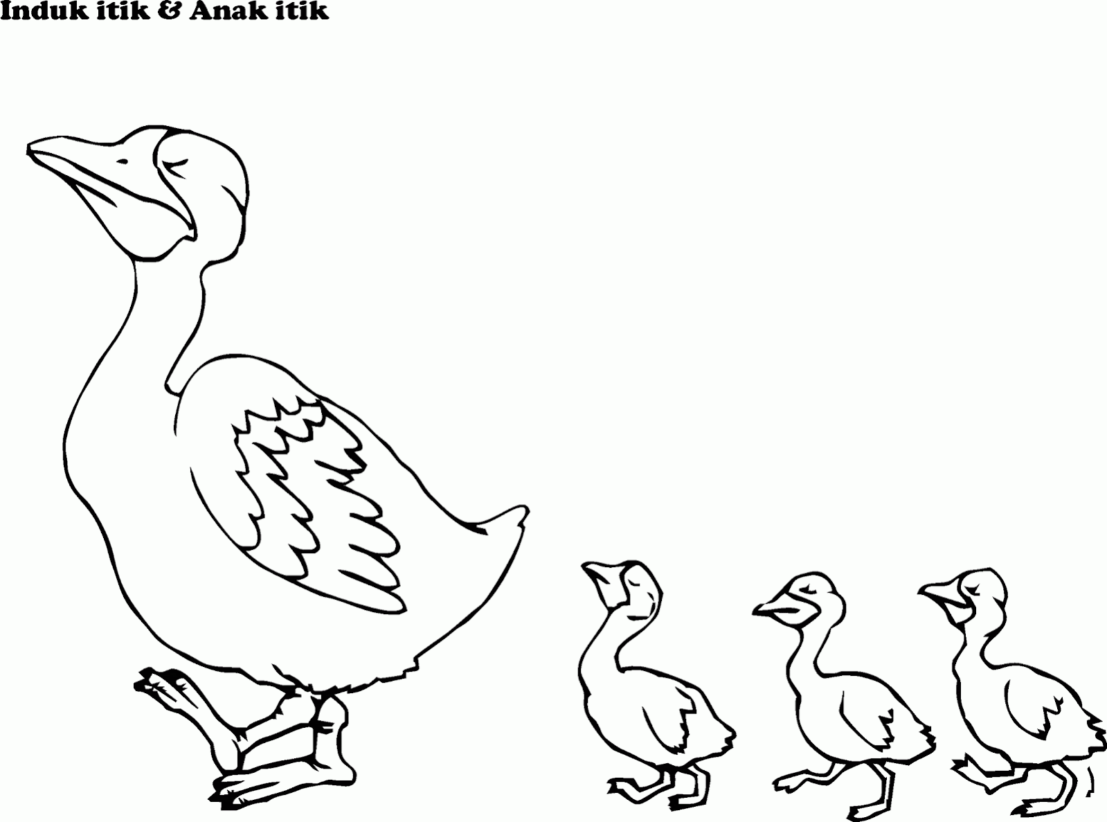 38 Sketsa Gambar Ayam Dan Bebek Terlengkap Duniasket