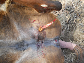 This is what the empty skewer looked like out of the horse.-3.bp.blogspot.com