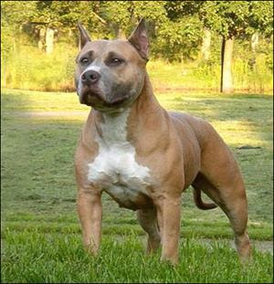 American Staffordshire Terrier photo
