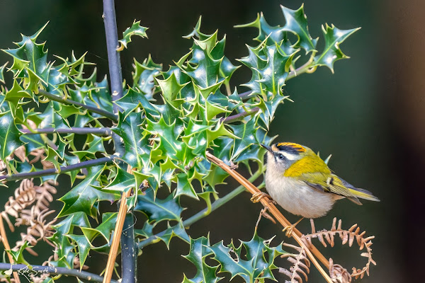 Firecrest