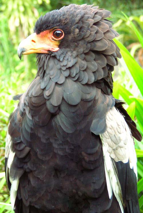 Merimba Samudera Burung  Garuda 