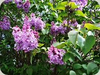 Lilac tree in blossoming