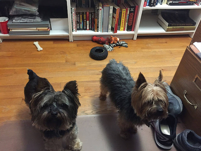 An adorable photo of Lynette’s Yorkies, Neo and Gizmo.