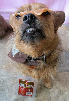 Jada balancing some Scout and Zoe's Chicken Jerky