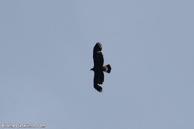 Àguila daurada en vol