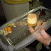 Bavarese alla ricotta su zoccolo di torta di carote, salsa
Valpolicella e cialda di mandorle morbida ( La mia cucina )