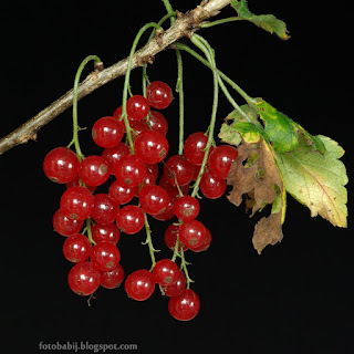 http://fotobabij.blogspot.com/2015/04/porzeczka-zwyczajna-owoce-ribes-rubrum.html