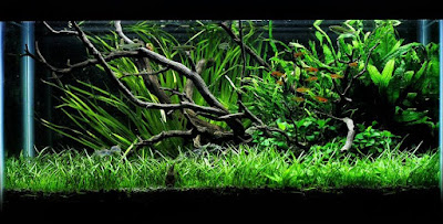 Desain Aquascape