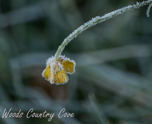 NOVEMBER 2015 (6 of 32)