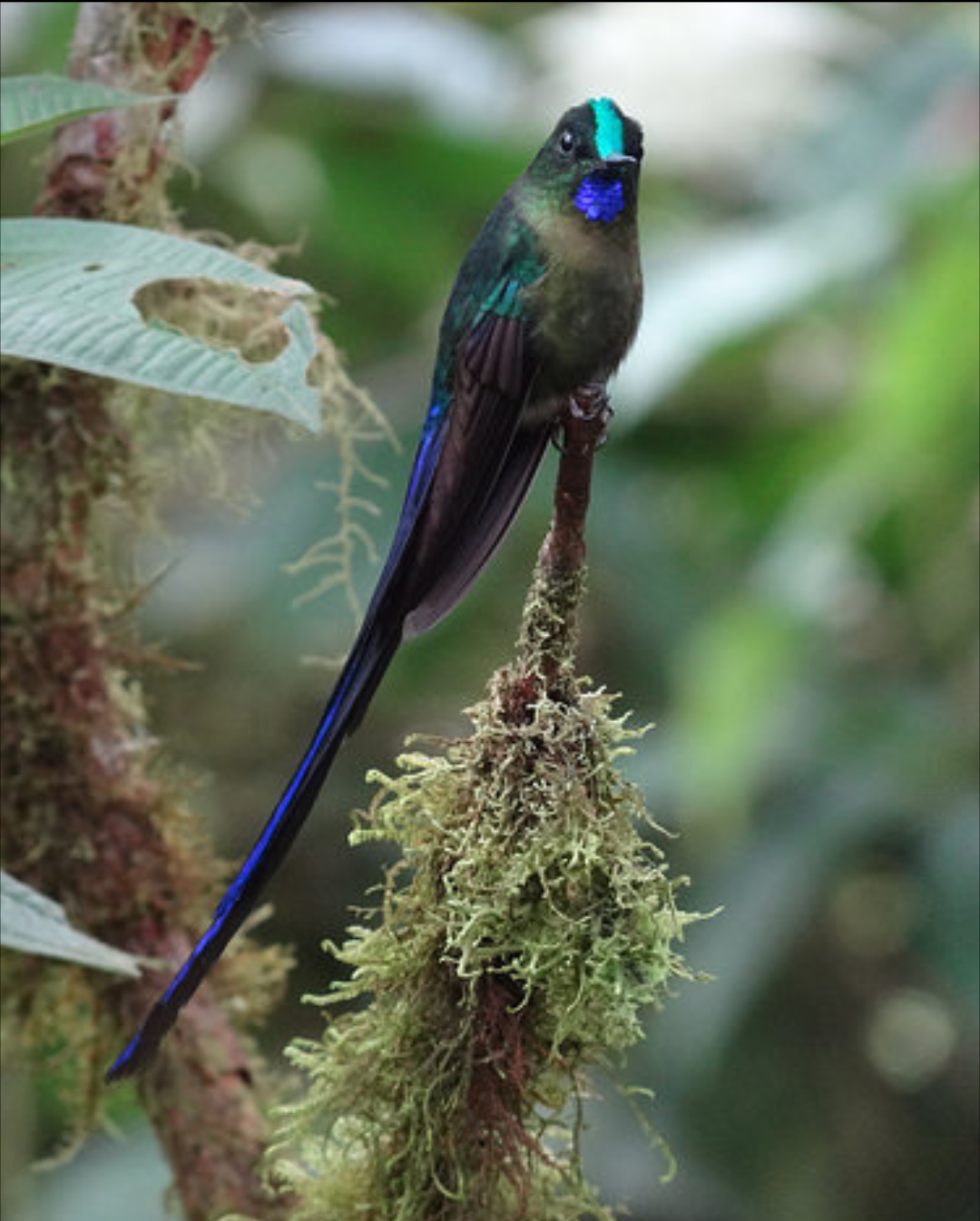 Gambar Burung  Kolibri  Kelapa