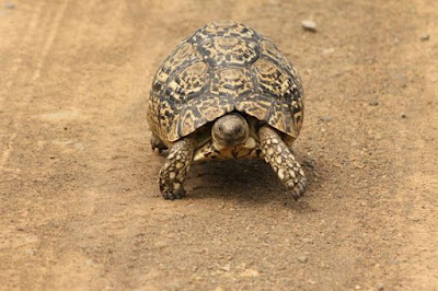 Leopard Tortoise