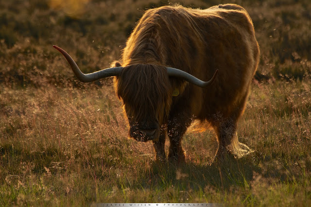 Schotse Hooglander - Scottish Highlander - Bos taurus ss