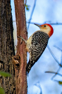It will shock sensible people to learn that some believe creatures like this red-bellied woodpecker are not designed, they just look that way. This and evolutionary thinking stop science.