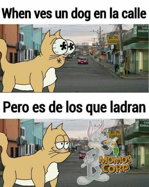 Perro que ladra, no muerde