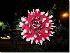 IMG_1793
