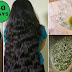 Homemade Curry Leaves Oil to Grow Long Thick Hair fast with Fenugreek Seeds & Coconut Oil