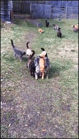 Funny Cat GIF • 5 cats walking in 'triangle formation'. They are about to breach the enemy defense! [ok-cats.com]