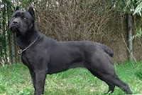 Cane Corso