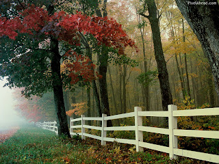 Autumn Nature Wallpaper1