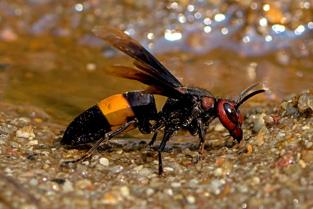 Vespa tropica the Greater Banded Hornet