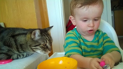 Bir Annenin Blogu - Kediye yemek hazırlayan çocuk