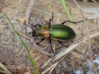 Carabus (Eucarabus) obsoletus carpathicus DSC133394