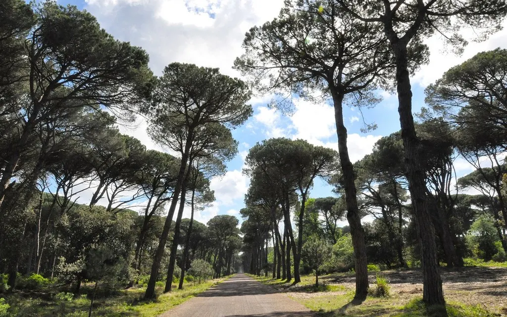 Regional Park of Migliarino San Rossore Massaciuccoli Italy