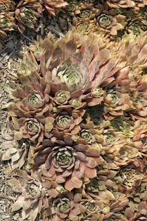 Sempervivum tectorum var. atropurpureum