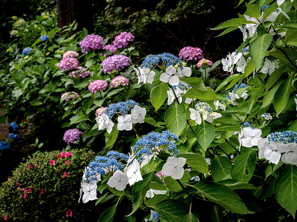 From The Garden Of Zen Ajisai Japanese Hydrangea Flowers Engaku Ji
