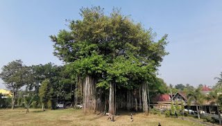 El árbol centenario de Candi Mendut.