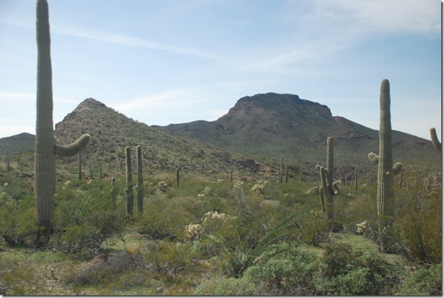 03-05-19 Ajo Mountain Loop - OPCNM 074