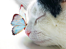 funny cat pictures, cat and butterfly