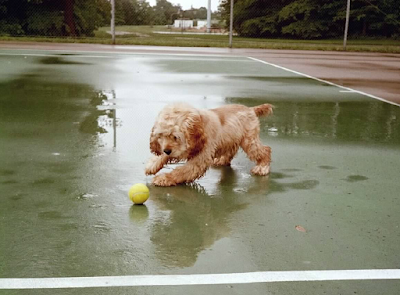 dog playing