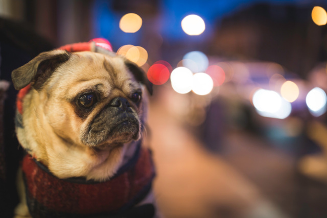 bulldog-street-vehicles-light