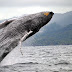 Inicio Temporada de Observación de Ballenas Jorobadas