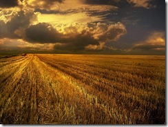 Harvest 4
