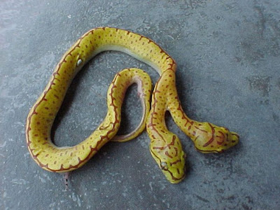 two headed snake