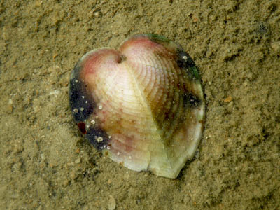 Heart Cockle (Corculum cardissa)