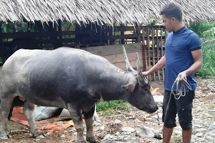 Karap Uroe Meugang, Yum Keubeu Ngon Leumoe Meujungkat Ji Ek