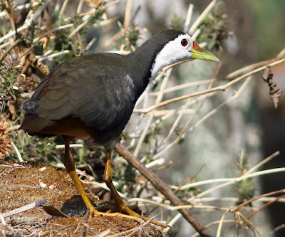 White-breasted Waterhen - resident