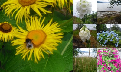 Vis blomster